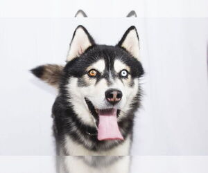 Siberian Husky Dogs for adoption in Pasadena, CA, USA