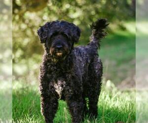 Portuguese Water Dog Dogs for adoption in Pacific Grove, CA, USA