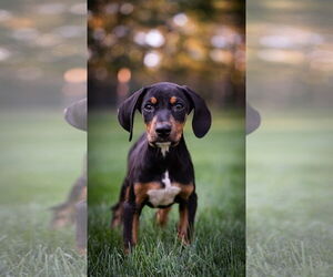 Doberman Pinscher-Unknown Mix Dogs for adoption in Minneaoplis, MN, USA