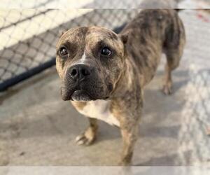 Mutt Dogs for adoption in Tulsa, OK, USA