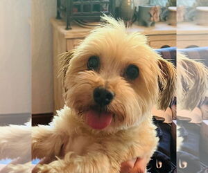 Maltese-Unknown Mix Dogs for adoption in Germantown, OH, USA