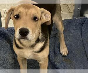 Labrottie Dogs for adoption in Orange, CA, USA