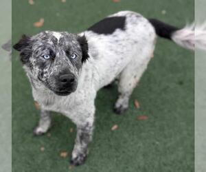 Australian Shepherd-Unknown Mix Dogs for adoption in Rockwall, TX, USA
