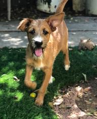 Medium Photo #1 Irish Terrier-Welsh Terrier Mix Puppy For Sale in Dana Point, CA, USA