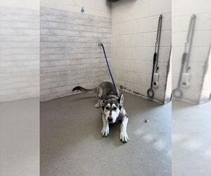 Siberian Husky-Unknown Mix Dogs for adoption in San Bernardino, CA, USA