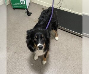 Australian Shepherd Dogs for adoption in Pasadena, CA, USA