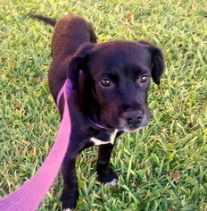 Borador Dogs for adoption in Fort Lauderdale, FL, USA