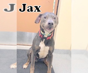 American Pit Bull Terrier-Doberman Pinscher Mix Dogs for adoption in Tremont, IL, USA