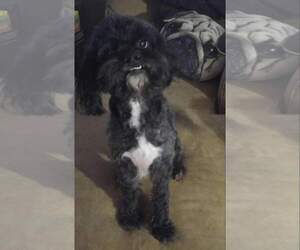 Shih-Poo Dogs for adoption in Wilmington, DE, USA
