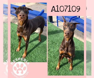 Doberman Pinscher Dogs for adoption in HESPERIA, CA, USA