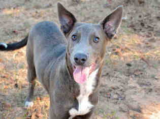 Whippet Dogs for adoption in Tallahassee, FL, USA