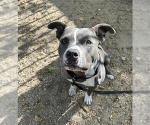 American Pit Bull Terrier Dogs for adoption in Redlands, CA, USA