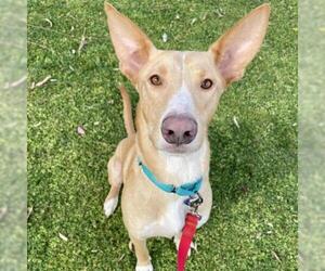 Australian Kelpie Dogs for adoption in Tempe, AZ, USA