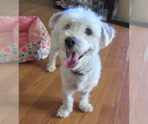 Maltese Dogs for adoption in Apple Valley, CA, USA