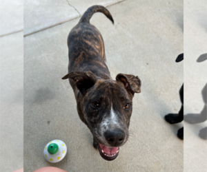 American Staffordshire Terrier-Unknown Mix Dogs for adoption in Holly Springs, NC, USA