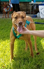 Medium Photo #1 American Pit Bull Terrier-German Shepherd Dog Mix Puppy For Sale in Seminole, FL, USA