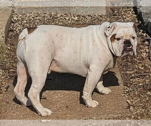 Bulldog Dogs for adoption in Fenton, MO, USA