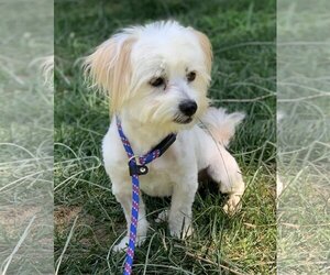 Maltese-Unknown Mix Dogs for adoption in bloomington, IL, USA