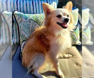 Pomeranian-Unknown Mix Dogs for adoption in Marrero, LA, USA