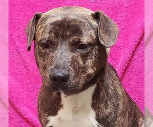 American Pit Bull Terrier Dogs for adoption in Fairfield, CA, USA