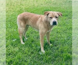 Labrador Retriever-Unknown Mix Dogs for adoption in Riverside, CA, USA