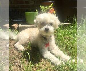Maltipoo Dogs for adoption in Durham, NC, USA