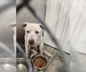 Labrador Retriever-Unknown Mix Dogs for adoption in Temple, TX, USA