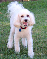 Poodle (Miniature) Dogs for adoption in Antioch, CA, USA