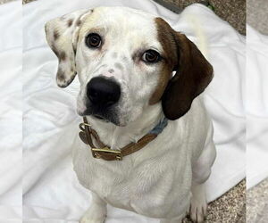 Retriever -Unknown Mix Dogs for adoption in Martinsburg, WV, USA