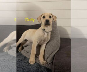 Great Dane-Labrador Retriever Mix Dogs for adoption in Forest, VA, USA