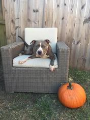American Staffordshire Terrier Dogs for adoption in Kaplan, LA, USA