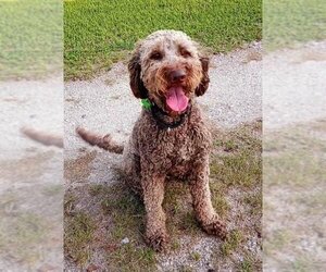 Labradoodle Dogs for adoption in Caribou, ME, USA