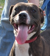 Boxer Dogs for adoption in Rustburg, VA, USA