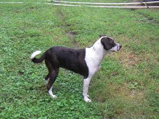 Boglen Terrier Dogs for adoption in Thomasville, NC, USA