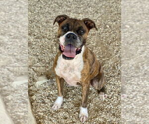 Boxer Dogs for adoption in Austin, TX, USA
