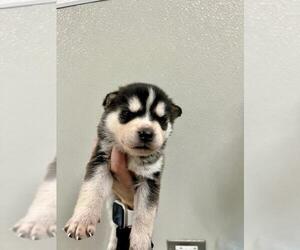 Siberian Husky-Unknown Mix Dogs for adoption in Tracy, CA, USA
