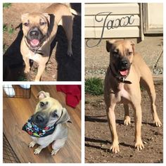Black Mouth Cur-Boxer Mix Dogs for adoption in Hope, British Columbia, Canada