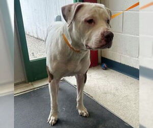 American Pit Bull Terrier-Unknown Mix Dogs for adoption in Anchorage, AK, USA