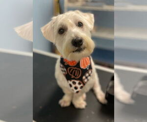 Silky Terrier-Unknown Mix Dogs for adoption in Holly Springs, NC, USA