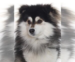 Huskies -Pomeranian Mix Dogs for adoption in Burbank, CA, USA