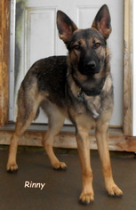 German Shepherd Dog Dogs for adoption in Oskaloosa, IA, USA
