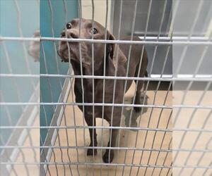 Labrador Retriever Dogs for adoption in Texas City, TX, USA