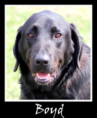 Labrador Retriever-Unknown Mix Dogs for adoption in Sullivan, IN, USA