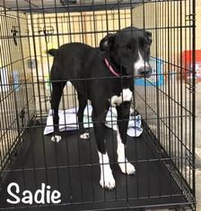 Labrador Retriever-Unknown Mix Dogs for adoption in Spokane, WA, USA