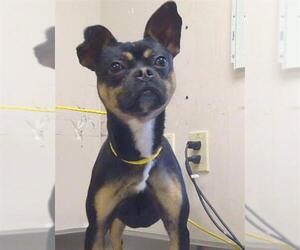 Faux Frenchbo Bulldog Dogs for adoption in Sacramento, CA, USA