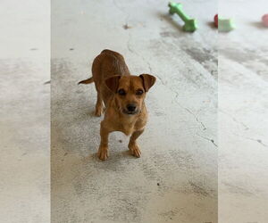 Mutt Dogs for adoption in Studio City, CA, USA