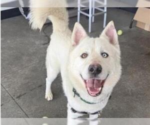 Siberian Husky Dogs for adoption in Redwood City, CA, USA
