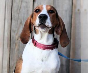 Treeing Walker Coonhound Dogs for adoption in Estherville, IA, USA