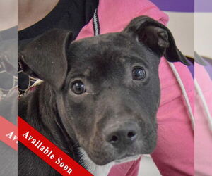 American Staffordshire Terrier-Unknown Mix Dogs for adoption in Huntley, IL, USA