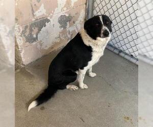 Border Collie Dogs for adoption in Hanford, CA, USA